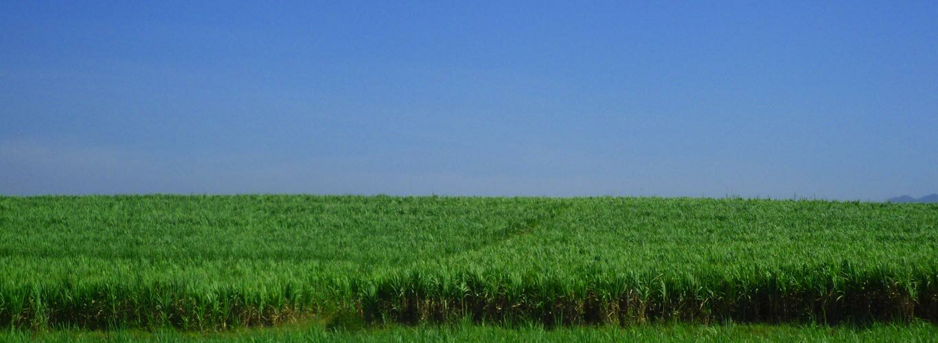tebu
